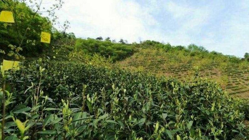 果蔬配送代理加盟：成功背后的关键因素**
